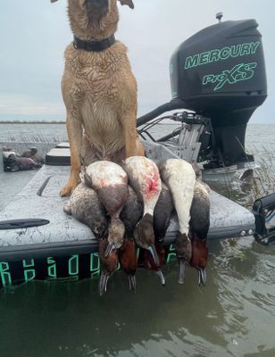 Duck Hunting in Rockport TX